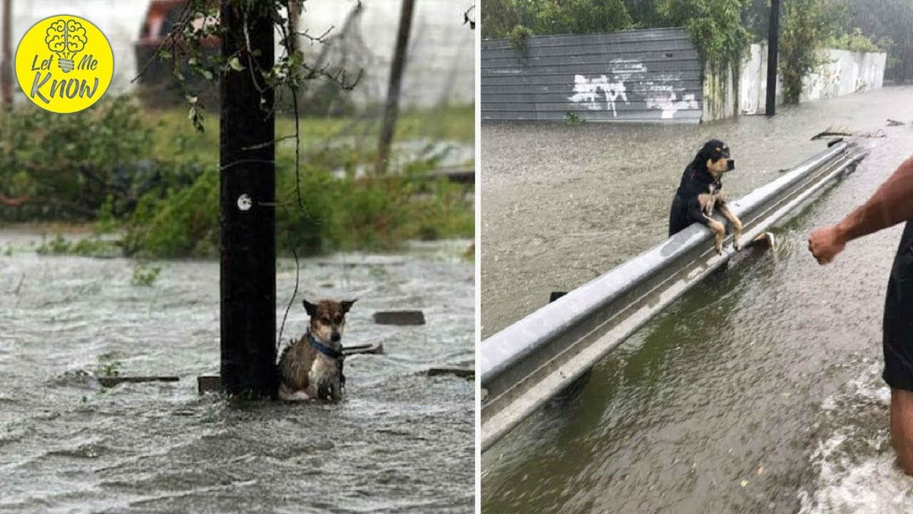 Some People Left Their Dogs Tied Up To Die In The Flood And It Will ...