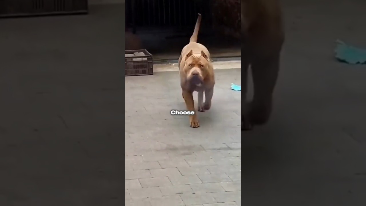 Pitbull vs American Bully | The Truth You Didn’t Know