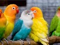 SUARA MASTERAN LOVEBIRD JUARA ngekek minor