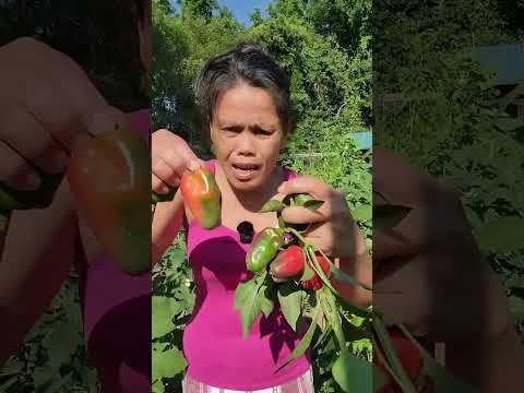 All natural harvest from my garden