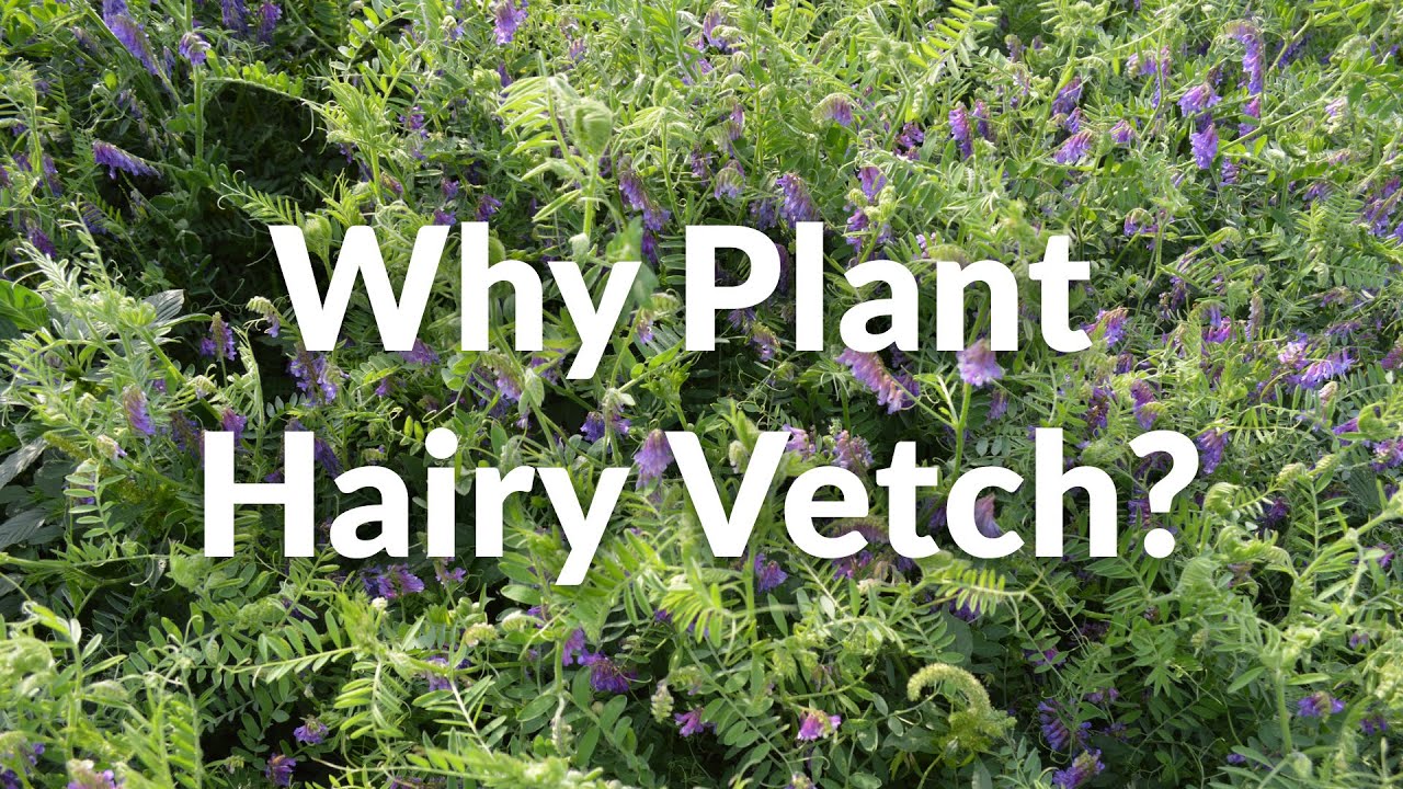 Why Plant Hairy Vetch? - YouTube