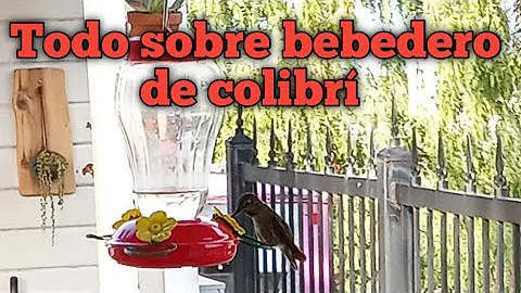 ¿Con qué frecuencia se debe cambiar el agua azucarada de un comedero para colibríes?