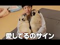 あなたはいくつ当てはまる？犬が飼い主を心から愛しているサイン８選