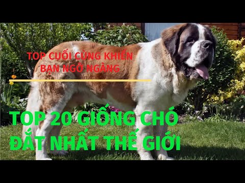 TOP 20 GIỐNG CHÓ ĐẮT NHẤT THẾ GIỚI - NGẠC NHIÊN TOP 20 QUÁ