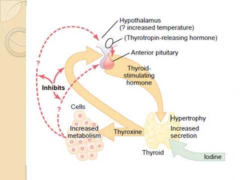 علم تأثير الأدوية 2 الاتحاد المحاضرة الثانية هرمونات الدرق