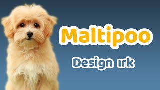 Maltipoo Karakteri, Eğitilebilirlik Durumu, Yaşam Koşulları, Çocuklarla İletişimi, Bakımı