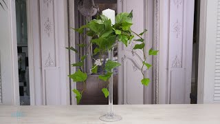 Ivy and a candle table flowers in a tall glass vase