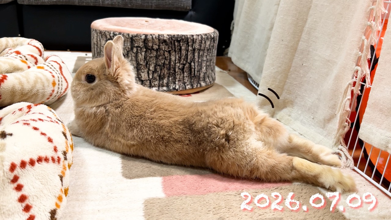 うさひよ びよ〜〜〜ん🧀伸び〜〜〜るうさちゃん🐰】毎日の70秒ひなちゃん