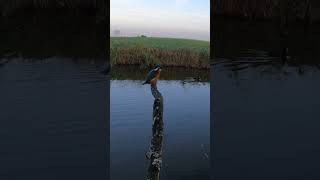 5 oktober 2026 ijsvogel - kingfisher