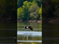 How Eagles Hunt With DEADLY Precision 🦅 #Shorts #Wildlife #Animals