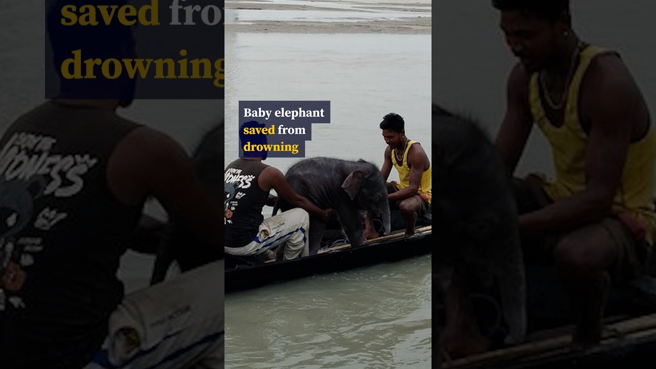 Baby elephant saved from drowning