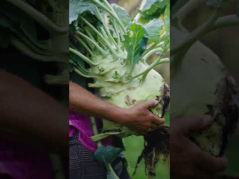 Video: Container Grown Grünkohl – Erfahren Sie, wie man Grünkohlpflanzen im Topf pflegt