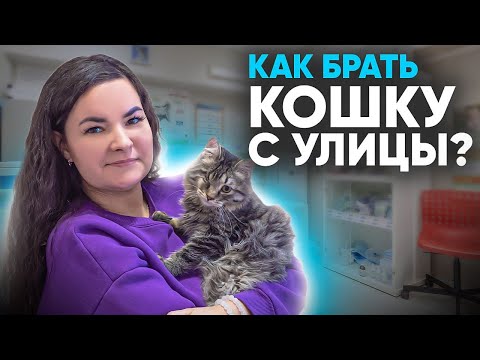 Как взять домой кошку с улицы? Что нужно знать? План действий