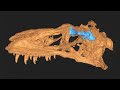 Scan reveals never-before-seen look at dinosaur
