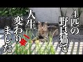 一匹の猫との出会いで人生変わったTOSAN家の話