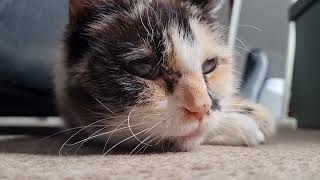 Sleepy cat meows gently by Cookie the Calico 21,757 views 1 year ago 31 seconds