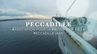 2018 peccadille sv hd
