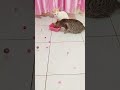 Ekspresi si putih🐈#satisfying #satisfyingvideo#cat#kitten