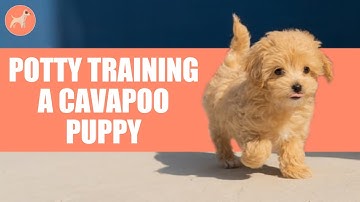 Hoe maak je een Cavapoo-puppy zindelijk?