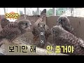 어미새가 갑자기 새끼들에게 먹이를 보여주기만하는 이유ㅣMother Bird Only Shows Prey To Chicks Without Feeding Them, Because