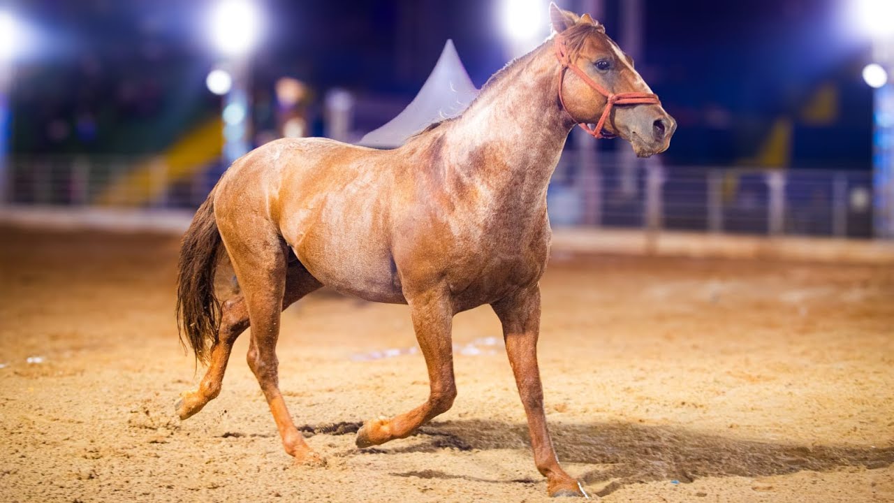 🟢🟡 FINAL BRASILEIRA EM CUTIANO - #FNR2025 / EMAPA de AVARÉ - SP