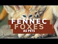 Fennec Fox Pet | The Ultimate Guide