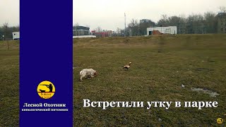 Встретили утку в парке