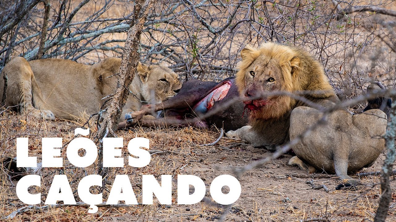 Imagens fortes de vida selvagem – Leões – África do Sul