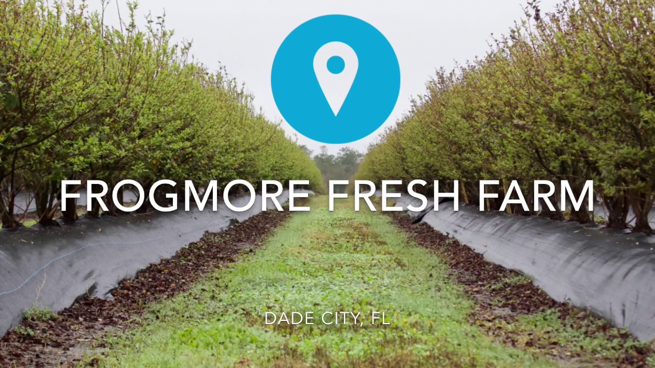 Frogmore Fresh Blueberry Farm YouTube