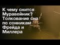 К чему снится Муравейник? Толкование сна по сонникам Фрейда и Миллера