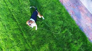 🐶WALKER COONHOUND, FIRST TIME MEETING DJI DRONE #drone #dog 😮 by Drones over Michigan with Randy Morgan 107 views 11 months ago 3 minutes