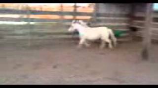 Triple Registered Yearling 2014 Colt!  AMHA, AMHR, ASPC