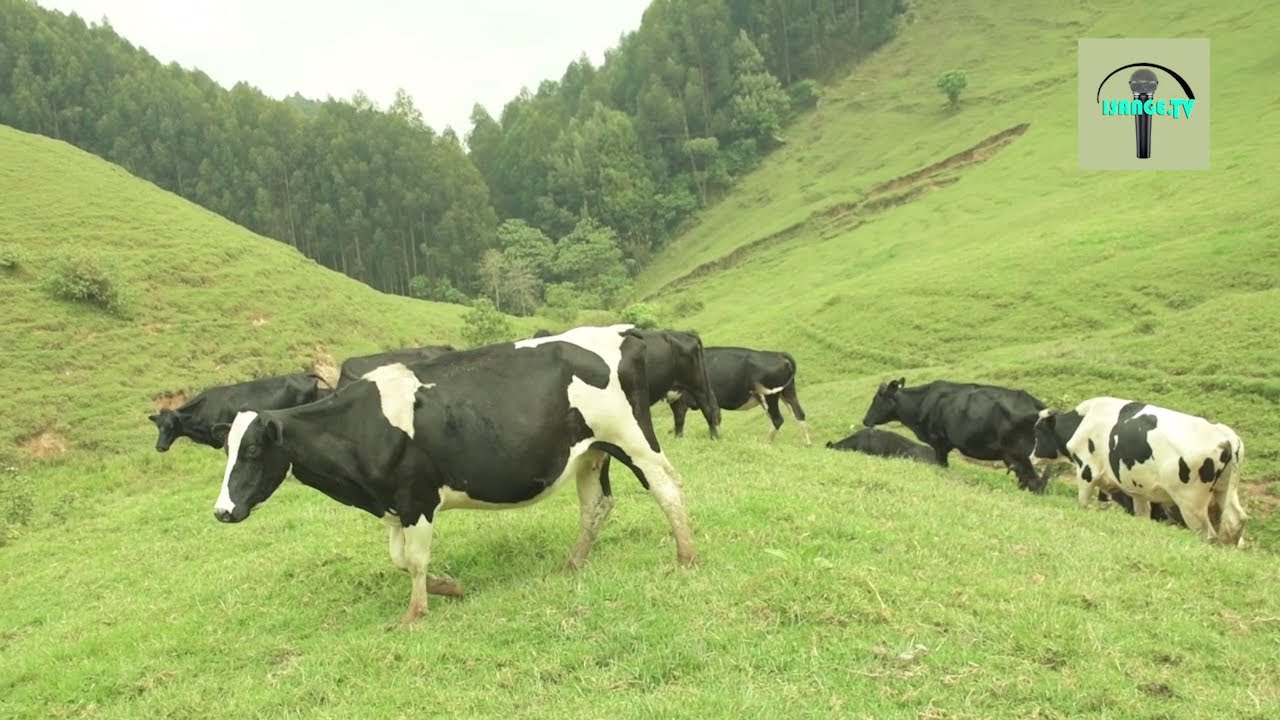 Ibishyengo n'indirimbo z'iwacu iMasisi, Rutshuru na Kalehe (Aho uri hose kw'Isi ibuka gakondo yawe)