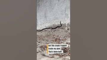 Snake trapped inside my pool being built. #snakevideo #snake #pool #nature ##naturelovers