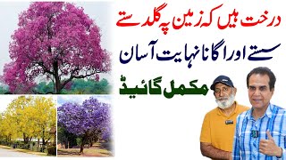 Best Flowering Trees For Urban Landscape Jacaranda, Tabebuia And Amaltas