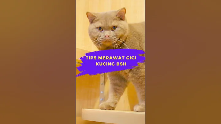 Video 7010141: shorthair cat kucing britishshorthair, british shorthair cat kucing, britishshorthair kucing catlover, cattery britishshorthair
