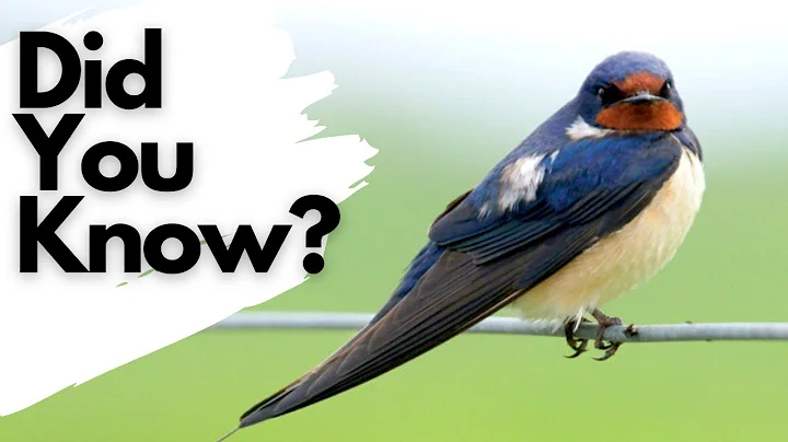 Things you need to know about SWALLOWS! - DayDayNews