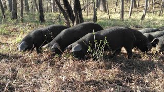 Le porc gascon noir, une spécialité du Périgord, Issac (Dordogne)