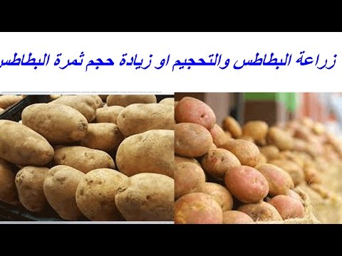 فيديو: كيف يؤثر عدد البراعم على محصول البطاطس