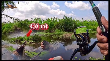 Săn cá lóc bìa rừng u minh || câu cá lóc sau tết may mắn là vẫn có cá đem về || #duphanfishing