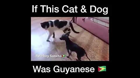Guyanese cats and dogs