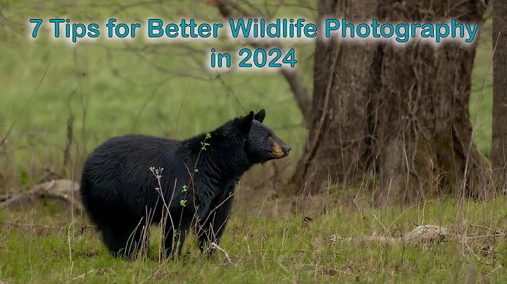 7 Tips for Better Wildlife Photography