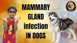 Infection in mammary gland  । Mastitis । red nipples । कुत्तों के थनो मे पस , दर्द, गांठ और बुखार । by Durabull kennel 32 views 3 days ago 6 minutes, 27 seconds