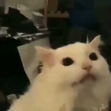 Cat meowing to Yoshi Island