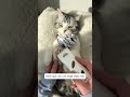 3 bước vệ sinh của Puff #chomeodangyeu #cuncon #meocon #dethuong #petvideos