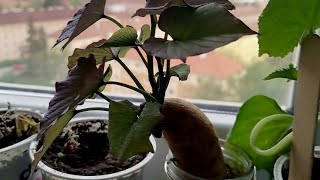 Pěstování Batát Z Batáty Koupené V Obchodě, Od Klíčení Po Výsadbu