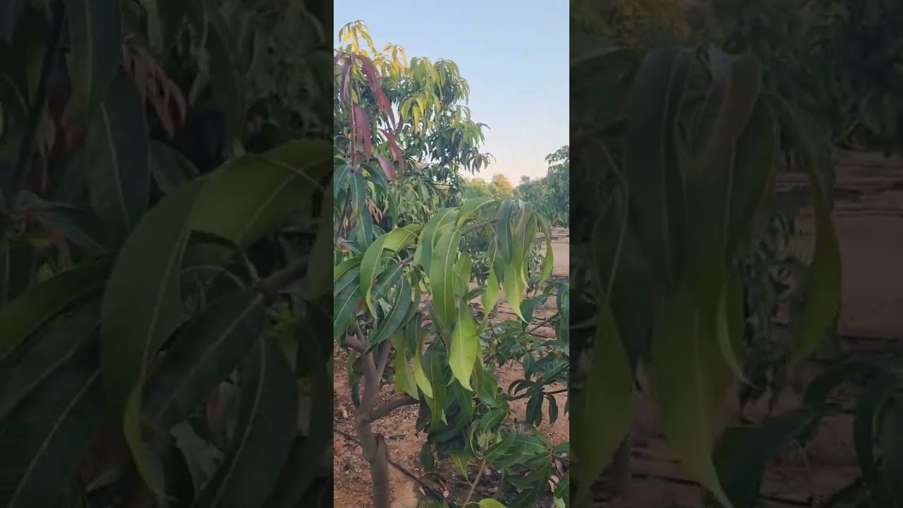 اهم توصيات الري والرش والمعاملات الفنية لأشجار المانجو في شهر ديسمبر