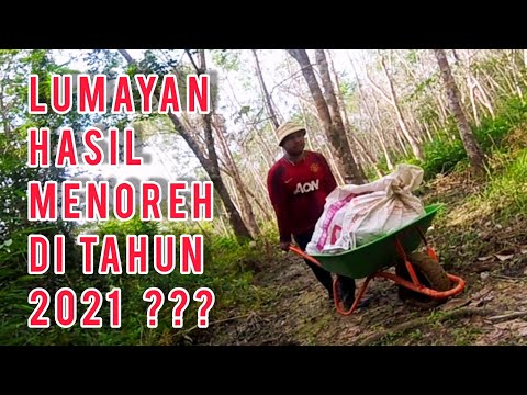 TENGOK BERAPA GAJI PENOREH GETAH DI TAHUN 2021 !!!