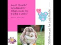 Rabbit Forecast for 2020 (Astrology for Female Rabbits)