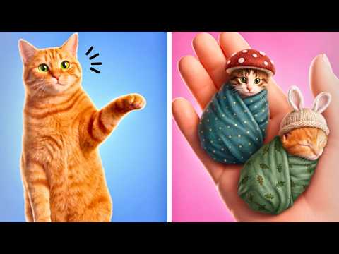 Cute Pet Fidgets & DIYs 😻 A Cat's Life Is Crazy!
